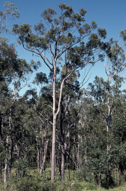 APII jpeg image of Eucalyptus resinifera  © contact APII