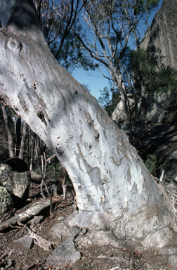 APII jpeg image of Eucalyptus scoparia  © contact APII