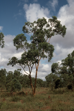 APII jpeg image of Eucalyptus similis  © contact APII