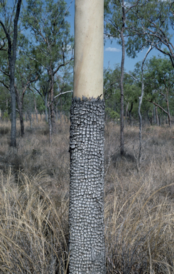 APII jpeg image of Corymbia tessellaris  © contact APII