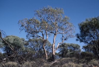 APII jpeg image of Corymbia eremaea  © contact APII