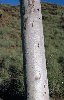 APII jpeg image of Eucalyptus leucophloia subsp. euroa  © contact APII