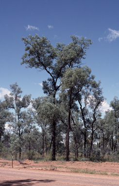 APII jpeg image of Eucalyptus melanophloia  © contact APII