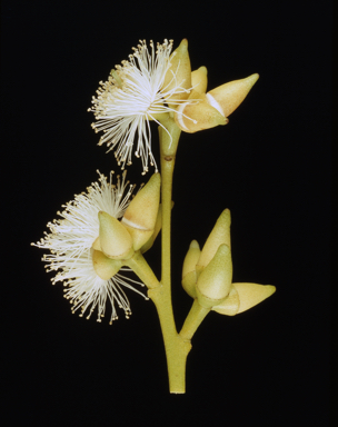 APII jpeg image of Eucalyptus nudicaulis  © contact APII