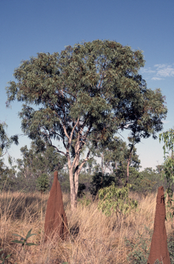 APII jpeg image of Eucalyptus patellaris  © contact APII