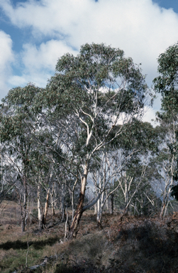 APII jpeg image of Eucalyptus pauciflora subsp. paucifora  © contact APII