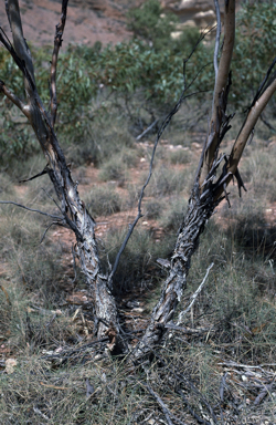 APII jpeg image of Eucalyptus prominens  © contact APII