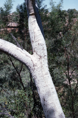 APII jpeg image of Eucalyptus rupestris  © contact APII