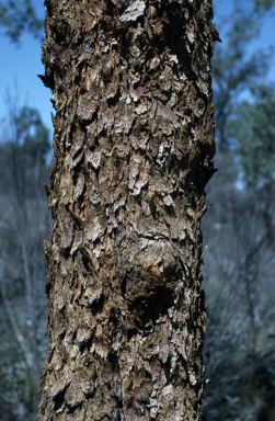 APII jpeg image of Corymbia scabrida  © contact APII