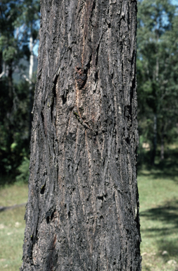 APII jpeg image of Eucalyptus siderophloia  © contact APII