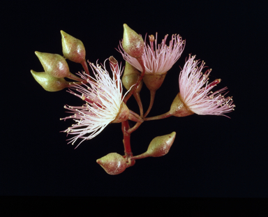 APII jpeg image of Eucalyptus sideroxylon  © contact APII