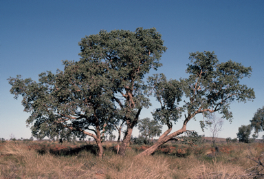 APII jpeg image of Corymbia sphaerica  © contact APII