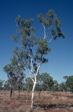 APII jpeg image of Eucalyptus tectifica  © contact APII