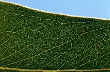 APII jpeg image of Eucalyptus behriana  © contact APII