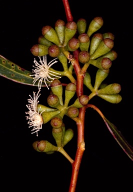 APII jpeg image of Eucalyptus blaxellii  © contact APII