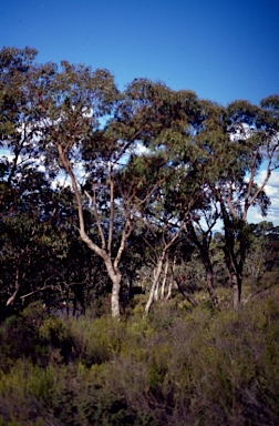 APII jpeg image of Eucalyptus bridgesiana  © contact APII