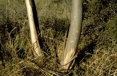 APII jpeg image of Eucalyptus captiosa  © contact APII