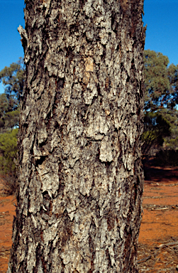 APII jpeg image of Eucalyptus clelandiorum  © contact APII