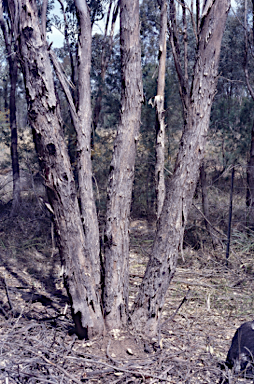 APII jpeg image of Eucalyptus dealbata  © contact APII