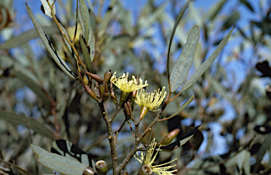 APII jpeg image of Eucalyptus densa subsp. improcera  © contact APII