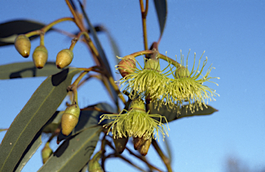 APII jpeg image of Eucalyptus dielsii  © contact APII