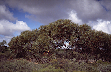 APII jpeg image of Eucalyptus diminuta  © contact APII