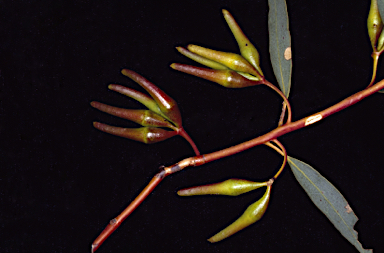 APII jpeg image of Eucalyptus diminuta  © contact APII