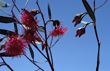 APII jpeg image of Eucalyptus erythronema subsp.  © contact APII