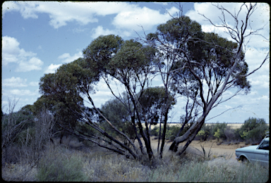 APII jpeg image of Eucalyptus foecunda  © contact APII