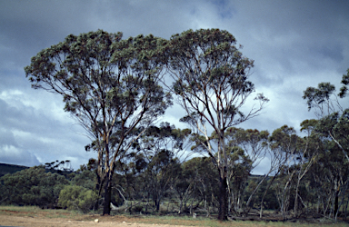 APII jpeg image of Eucalyptus fraseri subsp. melanobasis  © contact APII