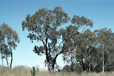 APII jpeg image of Eucalyptus goniocalyx  © contact APII