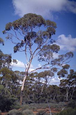 APII jpeg image of Eucalyptus hypolaena  © contact APII