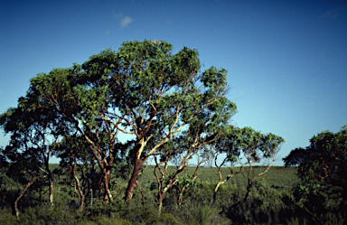 APII jpeg image of Eucalyptus lane-poolei  © contact APII