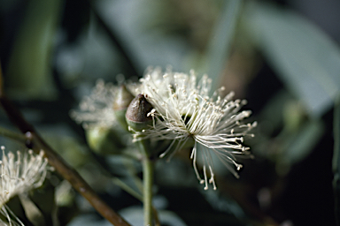 APII jpeg image of Eucalyptus lateritica  © contact APII