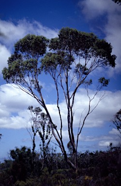 APII jpeg image of Eucalyptus megacarpa  © contact APII