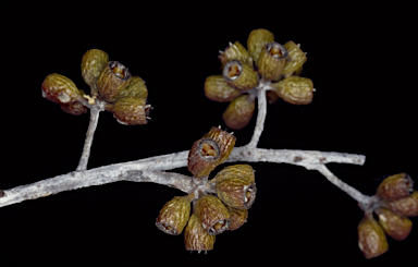 APII jpeg image of Eucalyptus nigrifunda  © contact APII