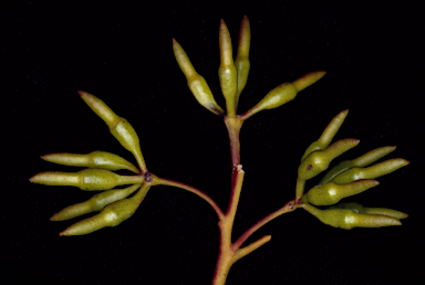 APII jpeg image of Eucalyptus astringens subsp. redacta  © contact APII