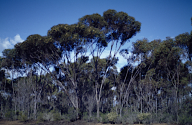 APII jpeg image of Eucalyptus astringens subsp. redacta  © contact APII