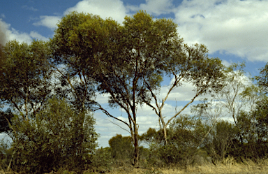 APII jpeg image of Eucalyptus phaenophylla subsp. phaenophylla  © contact APII