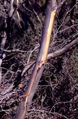 APII jpeg image of Eucalyptus phaenophylla subsp. interjacens  © contact APII