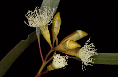 APII jpeg image of Eucalyptus prolixa  © contact APII