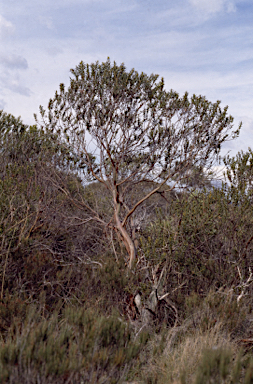 APII jpeg image of Eucalyptus recurva  © contact APII