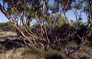 APII jpeg image of Eucalyptus rigidula  © contact APII