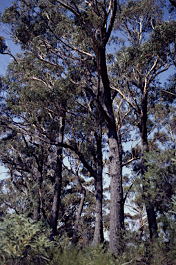 APII jpeg image of Eucalyptus sieberi  © contact APII