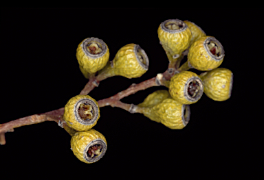 APII jpeg image of Eucalyptus sparsa  © contact APII