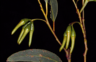 APII jpeg image of Eucalyptus sporadica  © contact APII