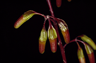 APII jpeg image of Eucalyptus stowardii  © contact APII