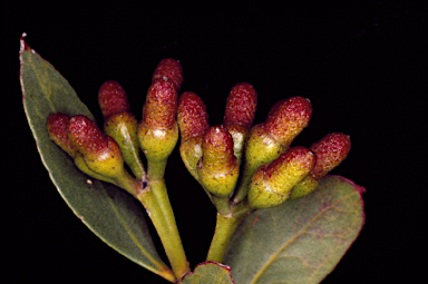 APII jpeg image of Eucalyptus suggrandis subsp. suggrandis  © contact APII