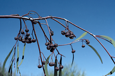 APII jpeg image of Eucalyptus synandra  © contact APII