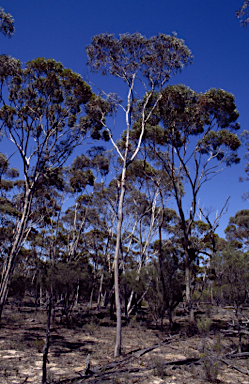 APII jpeg image of Eucalyptus transcontinentalis  © contact APII